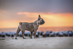 Franzsische Bulldogge am Strand