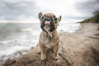 Franzsische Bulldogge am Strand