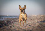 Franzsische Bulldogge am Strand