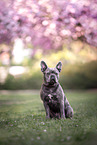 Franzsische Bulldogge im Frhling