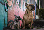 2 Franzsische Bulldoggen