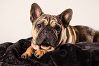 Franzsische Bulldogge