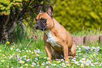 Franzsische Bulldogge Hndin