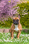 Franzsische Bulldogge Hndin