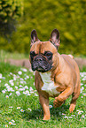 Franzsische Bulldogge Hndin