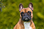 Franzsische Bulldogge Hndin