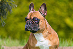 Franzsische Bulldogge Hndin