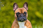 Franzsische Bulldogge Hndin