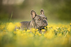 Franzsische Bulldogge im Sommer