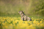 Franzsische Bulldogge im Sommer