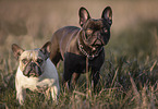 2 Franzsische Bulldoggen