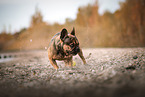 Franzsische Bulldogge Hndin