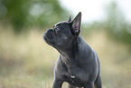 blaue Franzsische Bulldogge