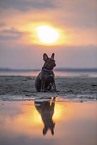 blaue Franzsische Bulldogge