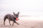 Franzsische Bulldogge Hndin