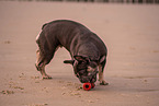 Franzsische Bulldogge Hndin