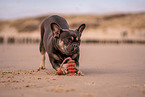 Franzsische Bulldogge Hndin