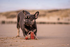 Franzsische Bulldogge Hndin