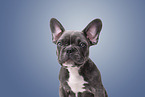 Französische Bulldogge Portrait