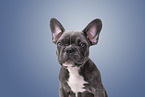 Franz�sische Bulldogge Portrait