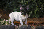 Franzsische Bulldogge Welpe