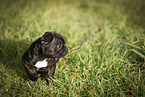 Franzsische Bulldogge Welpe