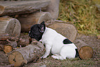 Franzsische Bulldogge Welpe