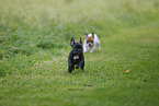 Franzsische Bulldogge Welpen