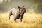 Franzsische Bulldogge Rde