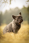 Franzsische Bulldogge Rde