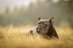 Franzsische Bulldogge Rde