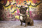 ausgewachsene Franz�sische Bulldogge