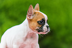 Franzsische Bulldogge Welpe