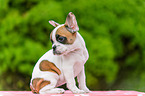 Franzsische Bulldogge Welpe