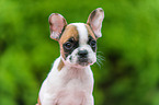 Franzsische Bulldogge Welpe