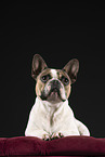 Franzsische Bulldogge