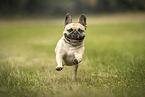 Franzsische Bulldogge