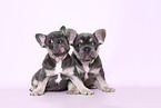 Franzsische Bulldogge Welpen