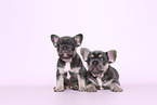 Franzsische Bulldogge Welpen