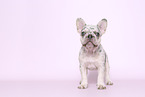 Franzsische Bulldogge Welpe