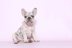 Franzsische Bulldogge Welpe