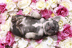 Franzsische Bulldogge Welpe