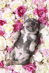 Franzsische Bulldogge Welpe