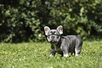 Franzsische Bulldogge Welpe