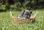 Franzsische Bulldogge Welpe