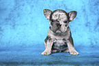 Franzsische Bulldogge Welpe