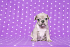 Franzsische Bulldogge Welpe