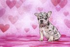 Franzsische Bulldogge Welpe