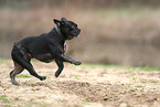 Franzsische Bulldogge