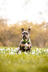 Franzsische Bulldogge